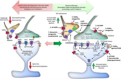 Frontiers Cortical GABAergic Dysfunction in Stress and